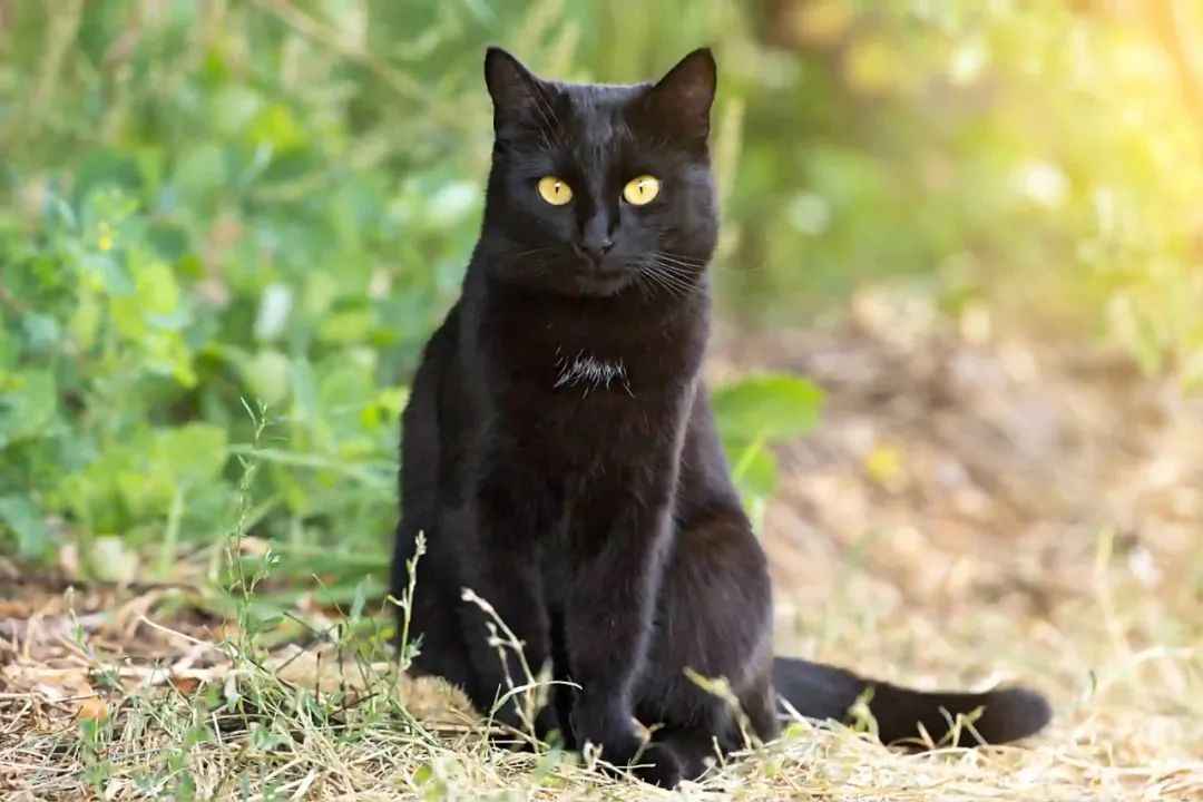 The Enigmatic Panther of the Parlour: Unveiling the Allure of Bombay Cats